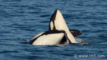 Orca mothers forgo having more offspring to look after full-grown sons