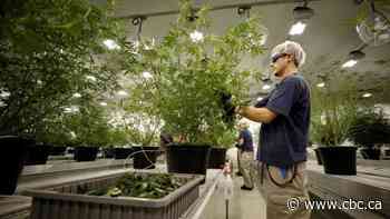 Canadian cannabis company Canopy Growth laying off 800 workers, closing headquarters