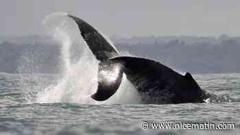 Une baleine à bosse de sept mètres aperçue dans l'estuaire de la Rance en Bretagne