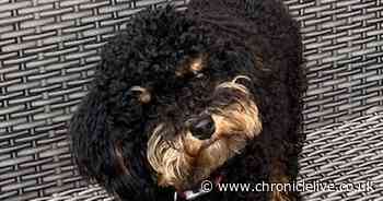 Tiny cavapoo puppy given second chance after live-saving heart surgery at Northumberland vets