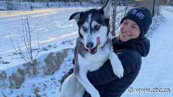 Meet Mako, the celebrity Whitehorse pup who pawed her way to fame in Arctic thriller Polaris