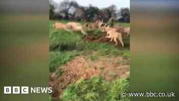 Avon Vale Hunt thrown out of sport's governing body