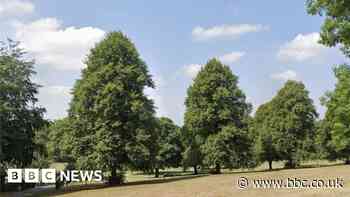 Mass tree-planting in Chippenham to boost park