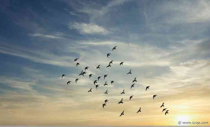 ABQ BioPark inviting public to join the Great Backyard Bird Count