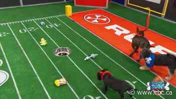 Annual Puppy Bowl gets ready for kickoff