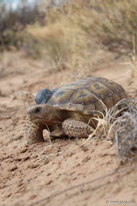 Endangered Bolson tortoise conservation program proposed