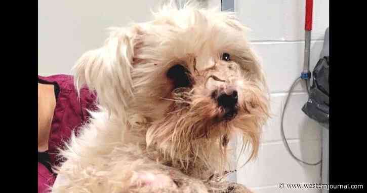 'Left to Die': Neglected Dog with Necrotic Paw Found in Trash Can, Ends Up Losing Leg