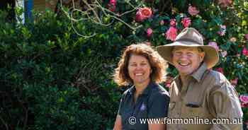 NSW dairy farmers realising Guernseys' true potential