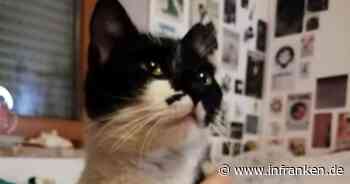 Tierheim Coburg: Junge Katze erlebt irre Lkw-Odyssee und unglaubliches Happy End