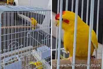 Birds 'rescued from death' after abandoned in Byron Park