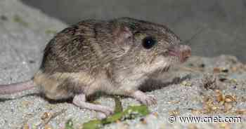 Oldest Living Mouse in Human Care Is an Endangered Cutie     - CNET