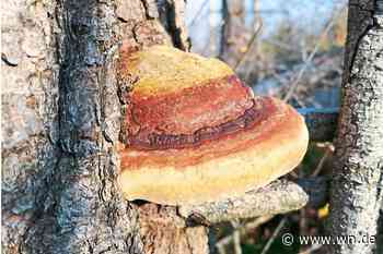 Tiere und Pflanzen für die Wissenschaft bestimmen