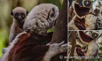 Critically endangered dancing lemur is bred for the first time in Europe at British zoo