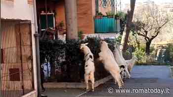 Capre tosaerba ancora in azione: a farne le spese un giardino condominiale