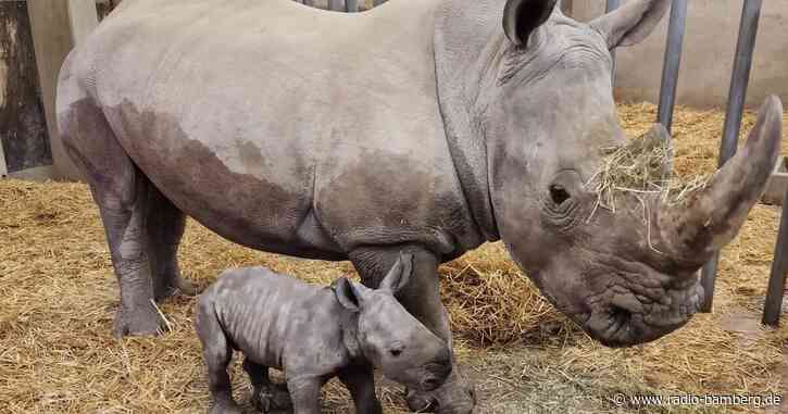 Nashorn-Nachwuchs im Augsburger Zoo