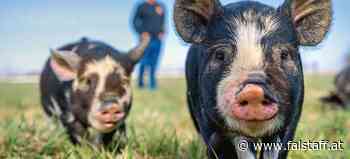 Schwein gehabt: Wie artgerechte Haltung die Fleischqualität beeinflusst