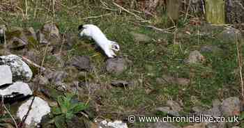 Photographer snaps picture of rare ermine in Northumberland National Park