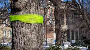 Metrolinx, law society back in court over 200-year-old trees slated for removal