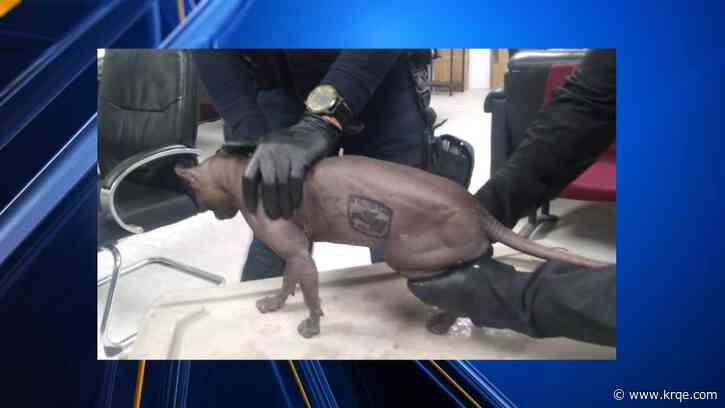 Cat with gang tattoo discovered in Cereso prison