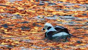 There are lots of beautiful birds you can see only in winter