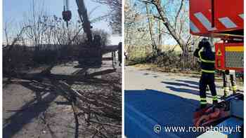 Torre Maura: crolla un albero in strada