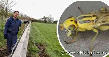 New species of grass fly with unusual genitalia discovered in South Bristol