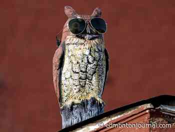 Edmonton weather: Stellar temperatures, sunshine and all things wonderful