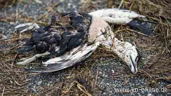 Vogelgrippe: Sorge um Ausbruch in Antarktis und Australien