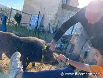 "Pumba était aussi affectueux qu’un chien": des Montaurousiens parlent du marcassin apprivoisé abattu au fusil