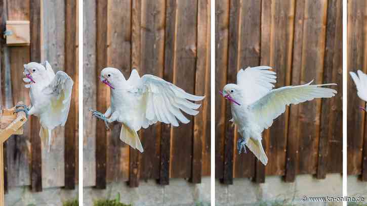 Goffin-Kakadus: Papageienart benutzt Werkzeug-Set