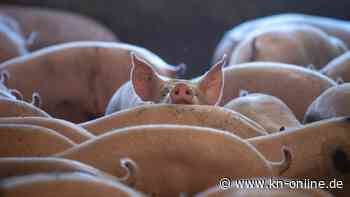 Aldis Fleischversprechen: Landwirtschaft darf nicht auf der Strecke bleiben - ein Kommentar