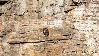 Una civetta in pieno centro: ha preso dimora nel complesso archeologico