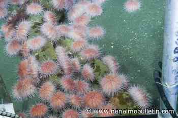 B.C’s pink sea urchins are on the move to shallower waters thanks to climate change