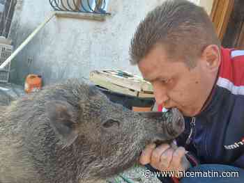 La pétition lancée en mémoire de Pumba, le marcassin abattu à Montauroux, a dépassé les 1.000 signatures