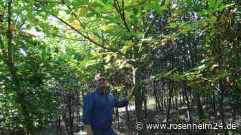 Kranker Wald, sterbende Fichten: Mettenheimer setzt auf Edelkastanien gegen den Klimawandel