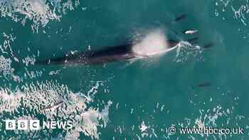 Fin whale seen off Isles of Scilly