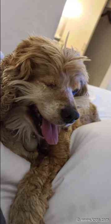 Blind dog missing after truck stolen in Rio Rancho