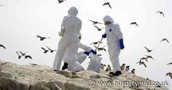 Expert says work needs to start on bird flu vaccine in case virus spreads to humans