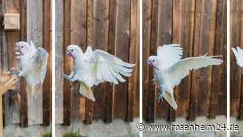 Vorausschauend: Kakadus kommen bei Bedarf mit Werkzeug-Set