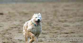 Windy but mild weather forecast for the North East over the weekend