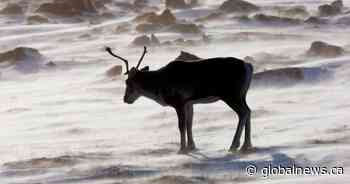 Former Manitoba RCMP officer accused of illegally hunting a caribou, shooting police car instead