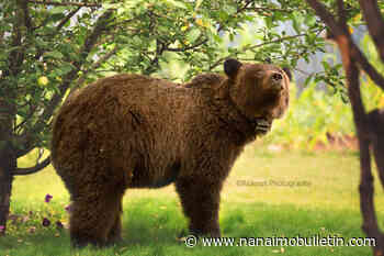 Elk Valley man who killed mother grizzly bear, cub gets $15K fine, 10-year hunting ban