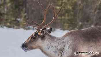 Former Mountie charged following incident in which he shot his own vehicle