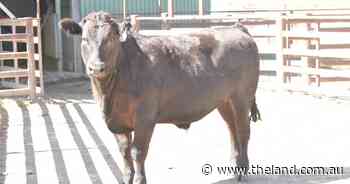 Beef Spectacular Feedback Trial 2023: Hybrid vigour is important for Berthong Pastoral