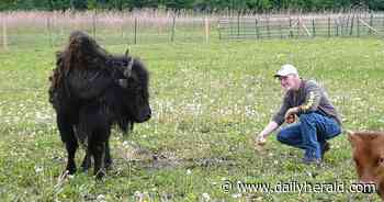 Citations over Tyson the bison's escape dismissed
