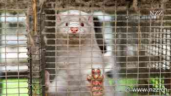 Ein Ausbruch der Vogelgrippe auf einer spanischen Nerzfarm schürt Ängste vor einer neuen Pandemie