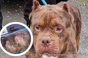 Dog found with ears hacked off needs new home