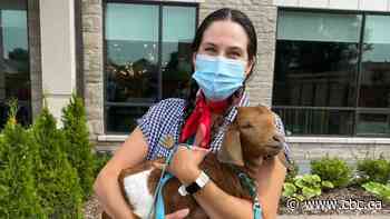 'It takes your pain right away:' Therapy farm animals visit Beamsville retirement home