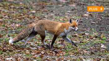 Was Ulm im doppelten Sinn zum Zentrum des Fuchsbandwurms macht