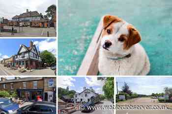 Five dog-friendly cafes and pubs in and around Watford